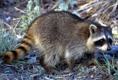 raccoon2.jpg